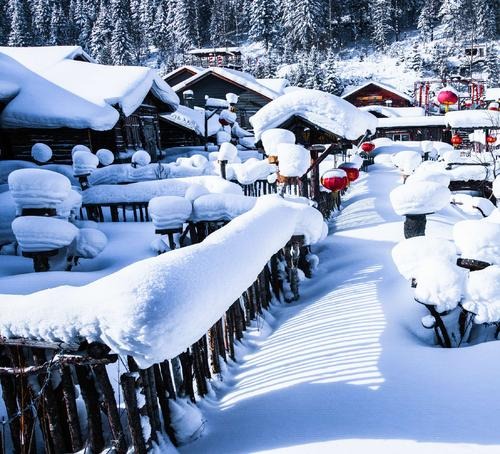 圣诞树下,饮雪