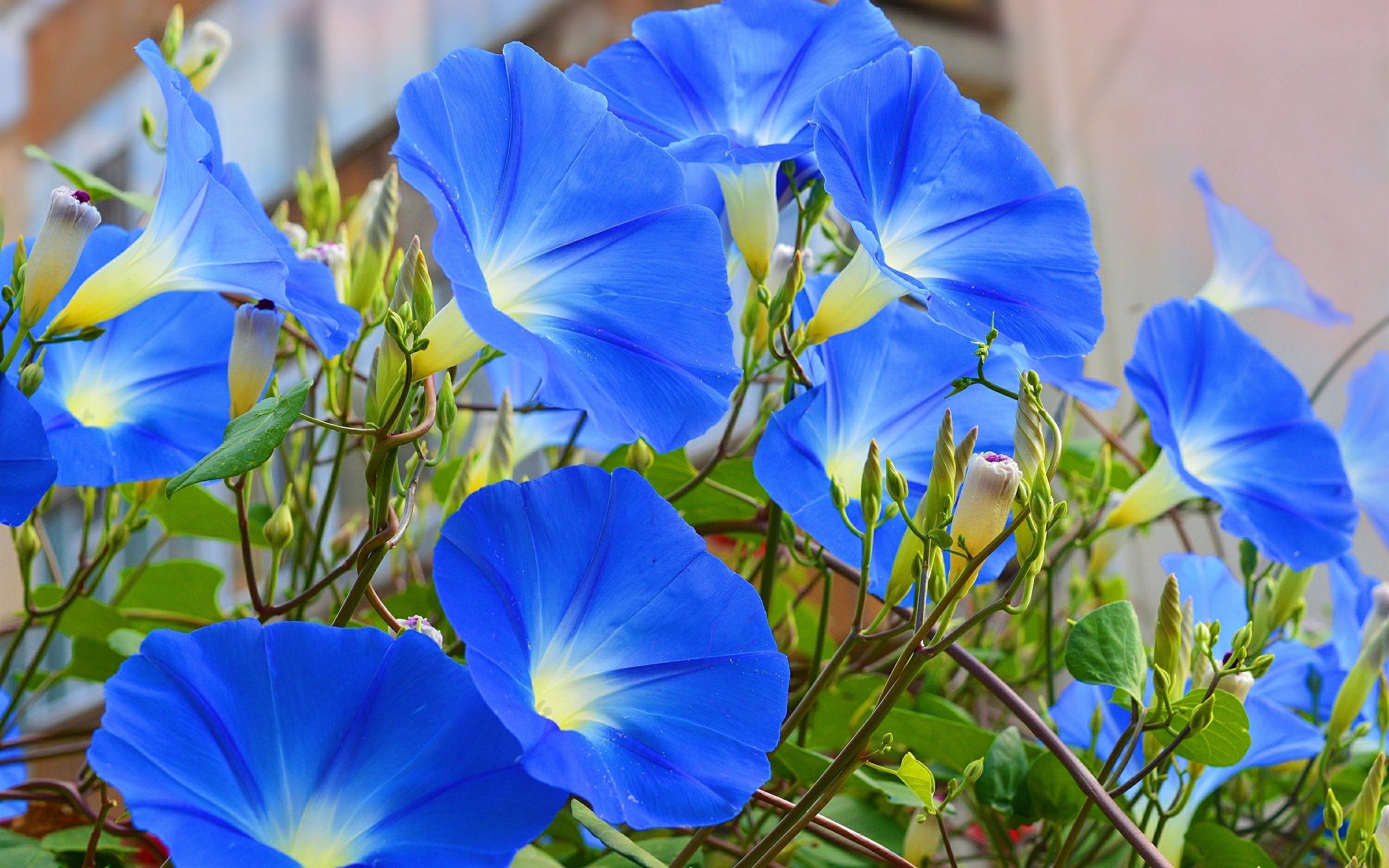 Blue-flowers-morning-glory_2880x1800.jpg