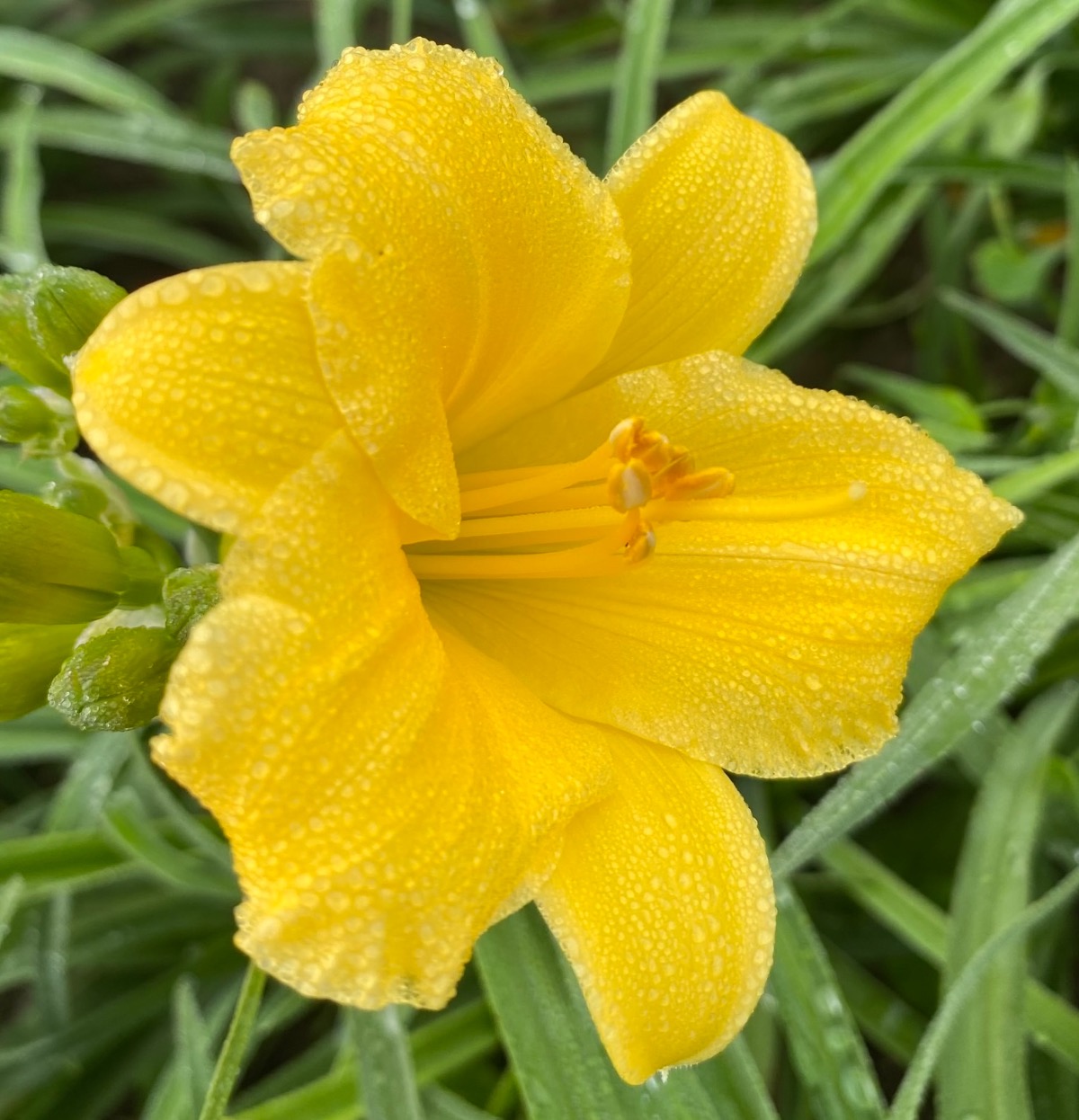 F75AEEAC-D394-4097-AB44-615A65DBF7D8.jpeg