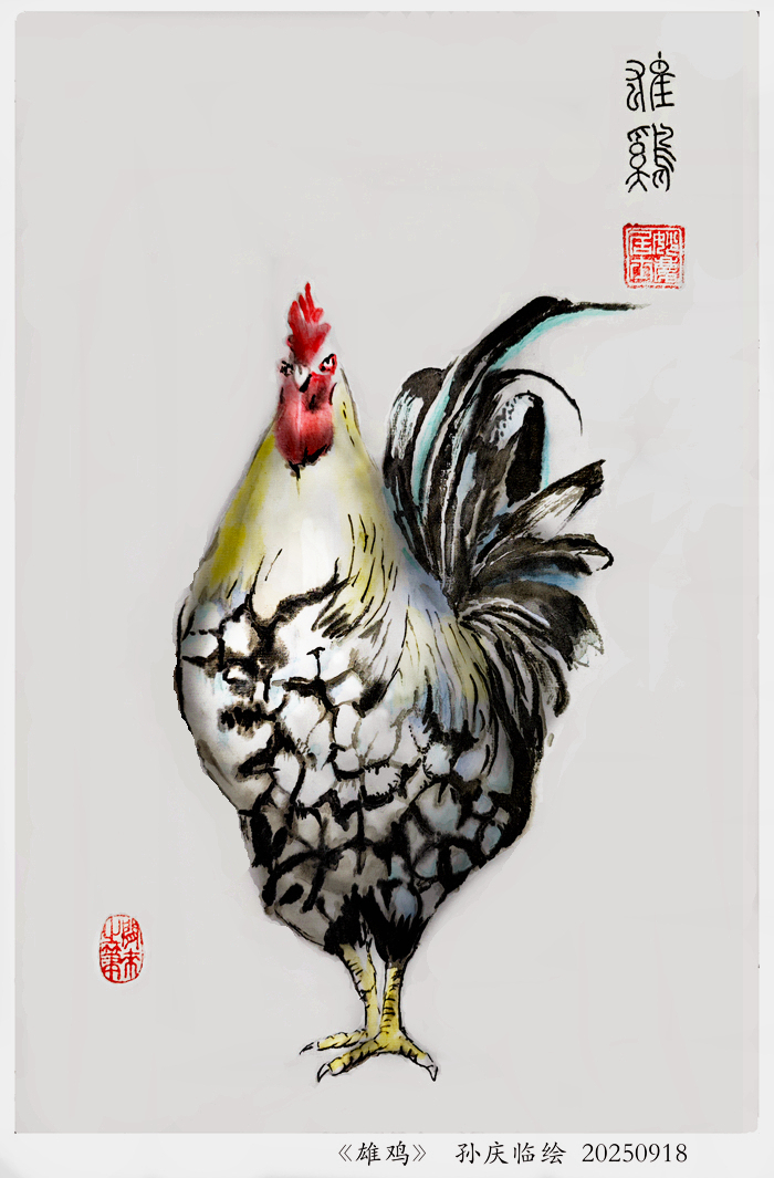 260214-雄鸡.jpg