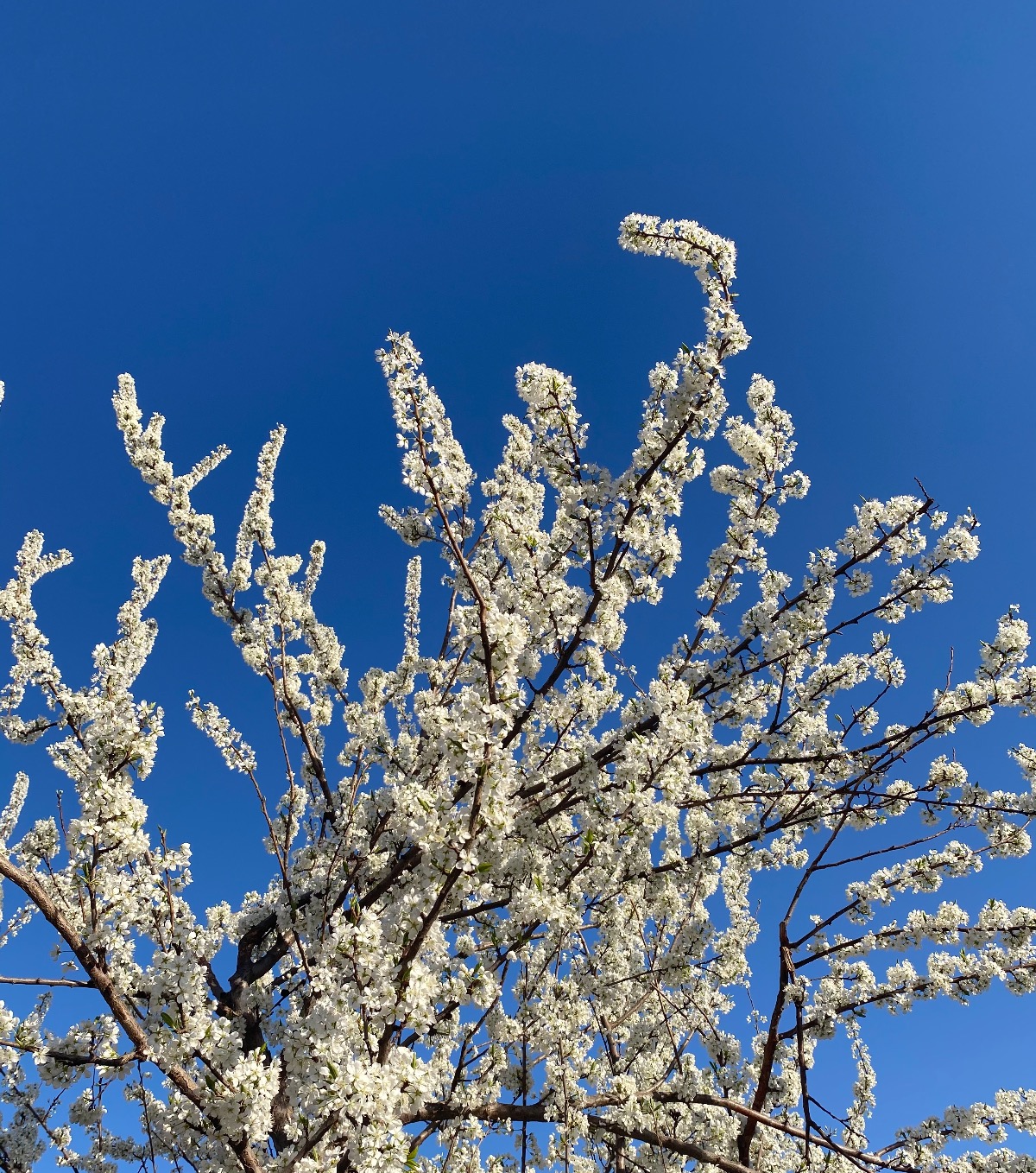 FDCA2AED-F4F1-46E8-A3CF-83F2A398AF9A.jpeg