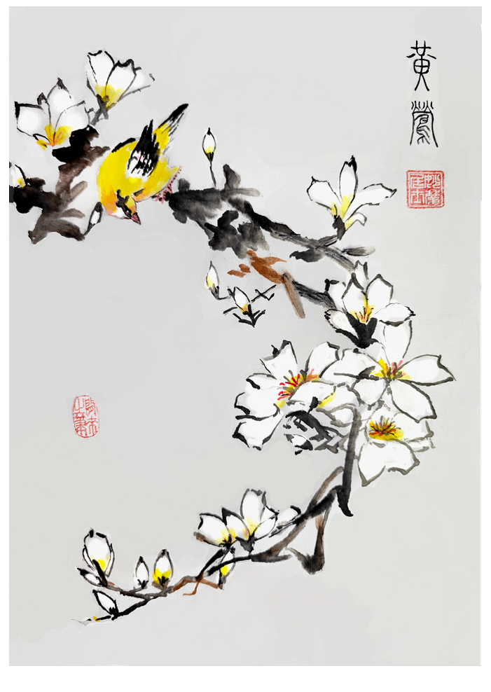 260517-黄莺.jpg