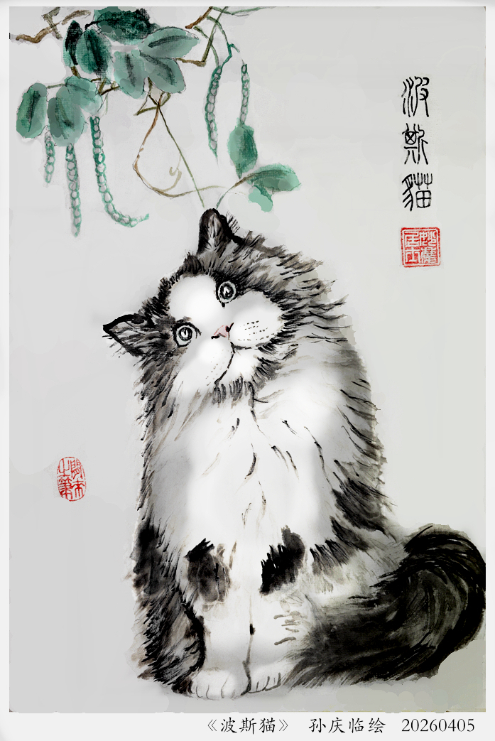 260529-波斯猫.jpg